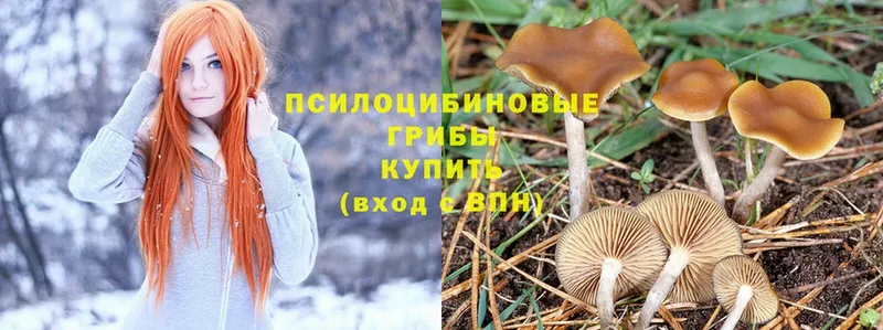 ОМГ ОМГ   Баксан  Галлюциногенные грибы Psilocybine cubensis  наркота 